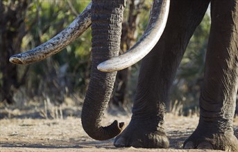 African Bush Elephant (Loxodonta africana)