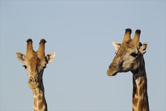 South African Giraffes (Giraffa camelopardalis Giraffa)