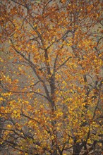 Mopane (Colophospermum mopane) with autumn colouring