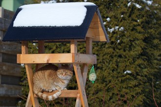 Ginger cat sitting under a birdhouse