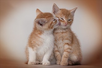 Red tabby kittens