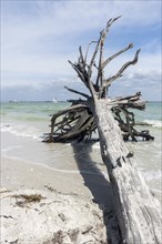 Stranded tree on the beach