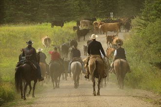 Herd of cattle being driven by cowboys and cowgirls