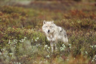 Young Wolf (Canis lupus) prowling the Arctic tundra