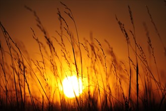 Prairie grasses in front of the sunset