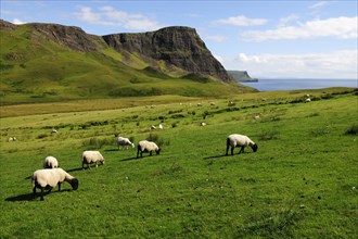 Scottish Blackface (Ovis orientalis aries) sheep grazing on green meadows in front of the cliffs of the Isle of Skye