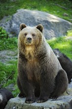 Brown Bear (Ursus arctos) sitting on a rock