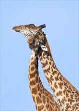 Two Giraffes (Giraffa camelopardalis) rubbing their necks together