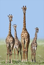 Herd of Giraffes (Giraffa camelopardalis) with calves