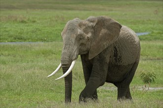 African Bush Elephant (Loxodonta africana) in a swamp