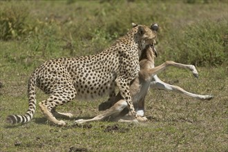 Cheetah (Acinonyx jubatus) killing a Blue Wildebeest (Connochaetes taurinus) calf by biting its throat