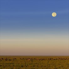 Migrating herd of Blue Wildebeest (Connochaetes taurinus) during the full moon in the savannah