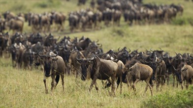 Migrating herd of Blue Wildebeest (Connochaetes taurinus), Massai Mara, Kenya, Africa