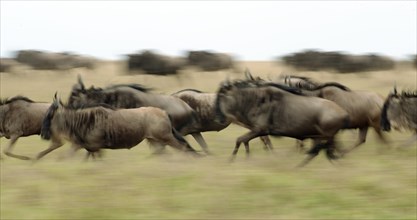 Running herd of Blue Wildebeest (Connochaetes taurinus)