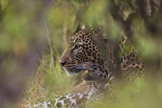 Leopard (Panthera pardus) in his hiding place