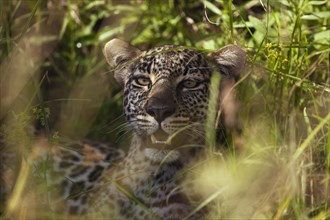 Leopard (Panthera pardus) in his hiding place