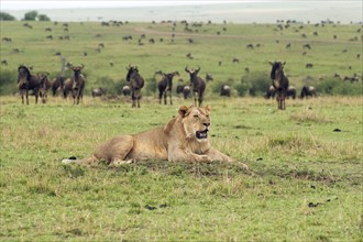 Young Lion (Panthera leo) in front of a herd of wildebeest