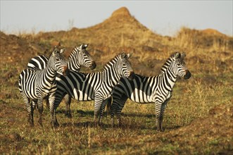 Grant's Zebras (Equus quagga boehmi) in the evening light