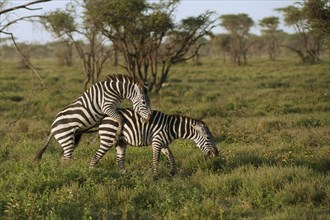 Grant's Zebras (Equus quagga boehmi) mating