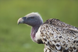 Rueppell's Vulture or Rueppell's Griffon Vulture
