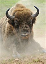 European Bison (Bison bonasus) in the whirling dust