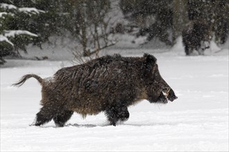 Wild boar (Sus scrofa)