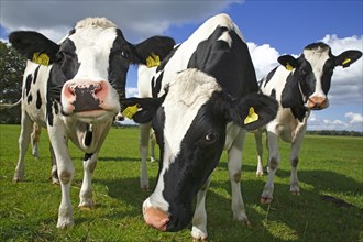 Curious young Friesian dairy cows on a pasture