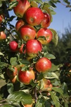 Apples on an apple tree