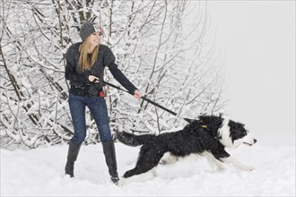 Young woman is pulled by a Border Collie in the snow