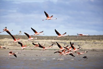 Flamingos (Phoenicopterus sp.) in flight