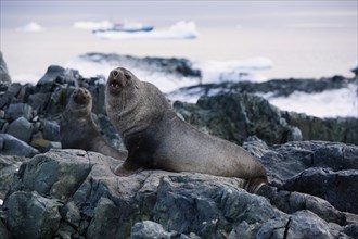 Antarctic Fur Seals (Arctoephalus gazella)
