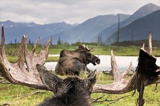 Moose (Alces alces)