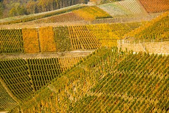 Vineyards in autumn