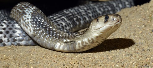 Poisonous Indian Cobra (Naja naja naja)