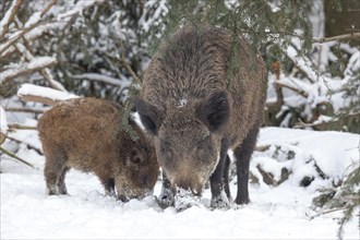Wild boars (Sus scrofa) in the snow