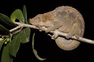Short-horned chameleon (Calumma brevicornis)