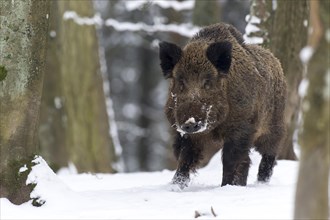 Wild boar (Sus scrofa)