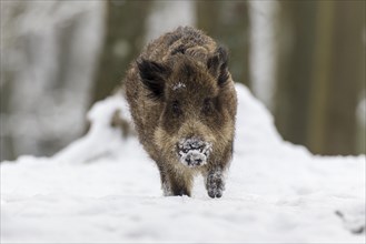 Wild boar (Sus scrofa) in winter