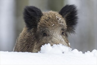 Wild boar (Sus scrofa) in winter