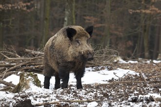 Wild boar (Sus scrofa)