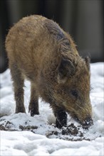 Wild boar (Sus scrofa)