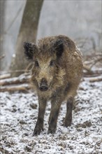 Wild boar (Sus scrofa)