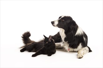 Border Collie and a Maine Coon cat