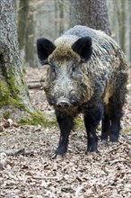 Wild Boar (Sus scrofa)