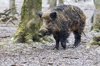 Wild Boar (Sus scrofa)