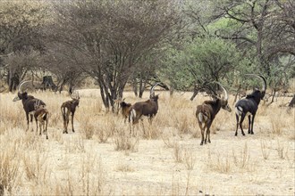 Sable Antelopes (Hippotragus niger)