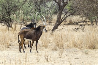 Sable Antelopes (Hippotragus niger)