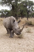 White Rhinoceros or Square-lipped Rhinoceros (Ceratotherium simum)