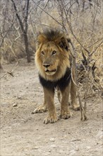 Lion (Panthera leo)