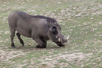 Warthog (Phacochoerus africanus)